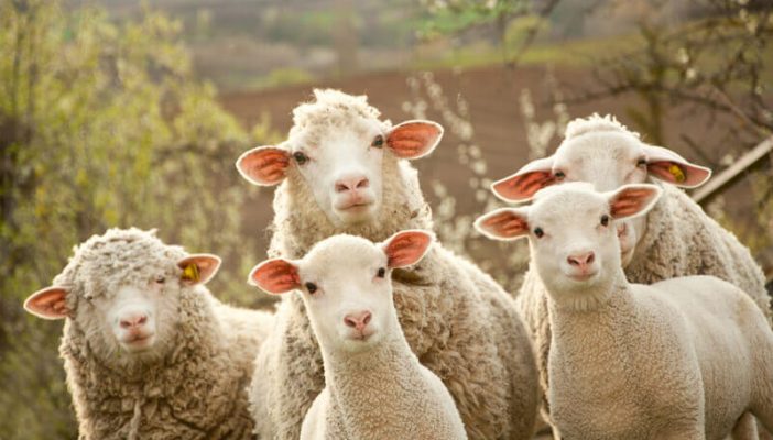 Flock of Sheep