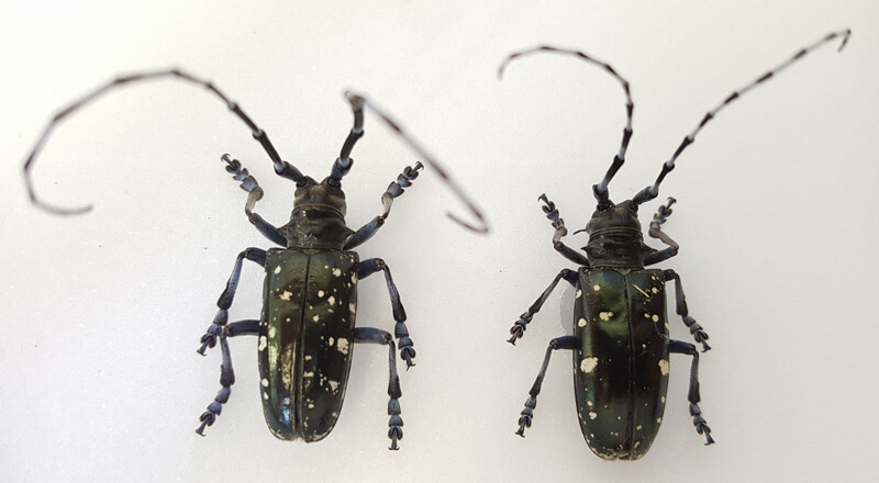 2 Asian Longhorned Beetles 
