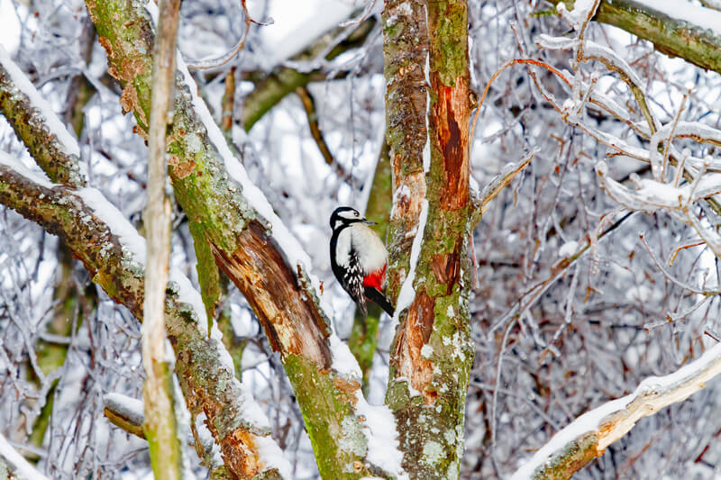 Woodpecker on snowy tree looking for insects